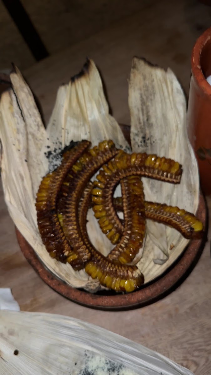 Negro Huitlacoxe Photo 2